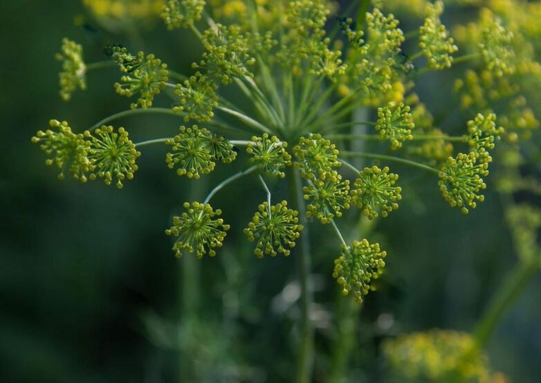 Dill seeds for the manufacture of medicinal tincture for cervical osteochondrosis