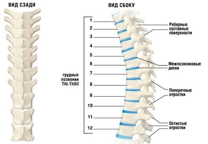 Cervical osteocondrosis